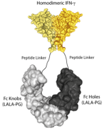 Protein structure of IFN-&gamma; (mouse):Fc (silent) InVivoKine™ (Prod. No. AG-40B-0283).