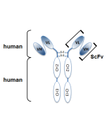 Schematic antibody structure of the recombinant antibody anti-Netrin-1 (human), mAb (rec.) (H4) (Prod. No. AG-27B-0020PF). The single chain variable human fragment (ScFv) selected by antibody phage display technology and specific to the antigen of interes