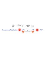 Transcreener GDP FP Assay