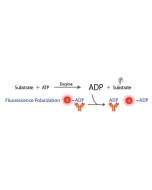 Transcreener ADP2 FP Assay