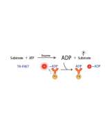 Transcreener ADP2 TR-FRET Assay