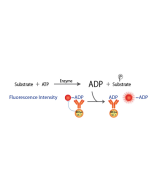 Transcreener ADP2 FI Assay