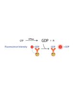 Transcreener GDP FI Assay
