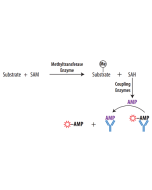 Transcreener EPIGEN Methyltransferase FP Assay