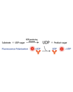 Transcreener UDP2 FP Assay