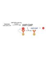 Transcreener AMP2/GMP2 TR-FRET Assay