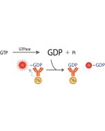Transcreener GDP TR-FRET Assay