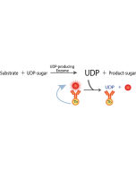 Transcreener UDP2 TR-FRET Assay