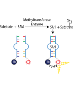 AptaFluor SAH Methyltransferase TR-FRET Assay