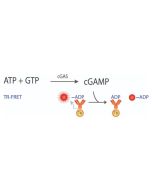 Transcreener cGAMP cGAS TR-FRET Assay