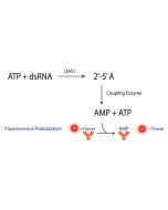 Transcreener OAS FP Assay