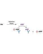  Schematic overview of Transcreener dAMP Exonuclease FP Assay.