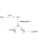 Enzolution&trade; CD38 Assay System