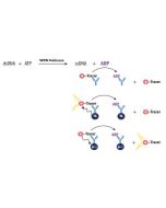 Enzolution&trade; WRN Helicase FP Assay System