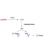 Enzolution&trade; PARG Assay System