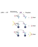 Enzolution&trade; POLQ Helicase ATPase FP Assay System