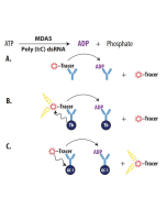 Enzolution&trade; MDA5 ATPase FP Assay System
