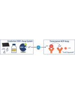 Enzolution&trade; DDX1 ATPase FP Assay System