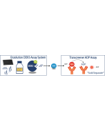 Enzolution&trade; DDX3 ATPase FI Assay System