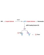 Schematic overview of Transcreener pADPr PARP FP Assay.