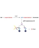 Schematic overview of Transcreener pADPr PARP TR-FRET Assay.