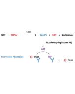 Schematic Overview of the Transcreener OAADPr SIRT FP Assay. OAADPr produced by the target SIRT enzyme is completely converted to AMP in real time by the OAADPr Coupling Enzyme. In the detection step, the CE reaction is quenched by EDTA, and AMP displaces
