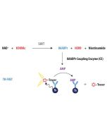 Schematic overview of Transcreener pADPr PARP TR-FRET Assay.