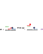 Schematic overview of the Heliscreener RNA Unwinding Assay.