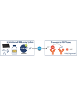 Schematic Overview of the DDX3 ATPase Assay System with the Transcreener® ADP2 Assays.