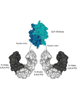 Schematic protein structure of GLP-1R (human):Fc (LALA-PG)-KIH (human) (rec.) (Prod. No. AG-40B-0272).