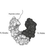 Fc (mouse) IgG2a Control (rec.) (non-lytic)