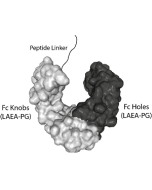 Fc (LAEA-PG)-KIH (mouse) IgG2b Control (rec.)