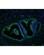 Glysite&trade; Scout Glycan Screening Kit - Immunofluorescence 488