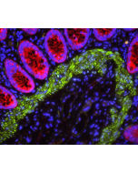 VECTASHIELD PLUS Antifade Mounting Medium with DAPI