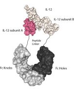 Protein structure of IL-12 (mouse):Fc-KIH (human) (rec.) (Prod. No. AG-40B-0240) containing a single heterodimer.