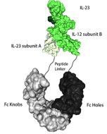 IL-23 (mouse):Fc-KIH (human) (rec.)