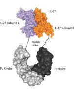 IL-27 (mouse):Fc-KIH (human) (rec.)