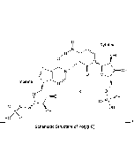 Polyinosinic-polycytidylic acid [Poly(I:C)] Endotoxin-free (sterile)