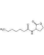 N-Heptanoyl-DL-homoserine lactone