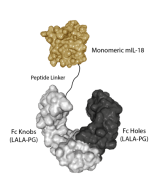 Protein structure of IL-18 (mouse) (monomer):Fc (silent) InVivoKine™ (Prod. No. AG-40B-0284).