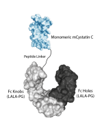 Protein structure of Cystatin C (monomer):Fc (silent) InVivoKine™ (Prod. No. AG-40B-0294).