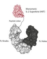 IL-2 (human) Superkine H9T (monomeric):Fc-KIH (human) (rec.)