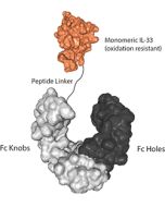 IL-33 (oxidation resistant) (human) (monomeric):Fc-KIH (human) (rec.)