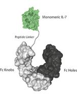 IL-7 (human) (monomeric):Fc-KIH (human) (rec.)