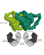 Schematic protein structure of PLXDC2 (mouse):Fc (LALA-PG)-KIH (human) (rec.) (Prod. No. AG-40B-0270).