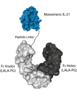 IL-21 (human) (monomeric):Fc (LALA-PG)-KIH (human) (rec.)