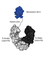 Protein structure of IL-9 (human) (monomer):Fc (silent) InVivoKine™ (Prod. No. AG-40B-0289).