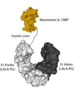 Protein structure of IL-18BP (mouse) (monomeric):Fc (LALA-PG)-KIH (human) (rec.) (Prod. No. AG-40B-0277).