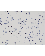 anti-Histone H3 K9M (human), Rabbit Monoclonal (RM191) (Biotin)