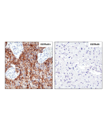 anti-EGFRvIII (human), Rabbit Monoclonal (RM419) (Biotin)